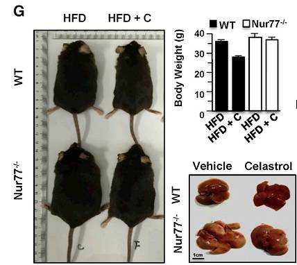 fda批准的减肥药物_减肥药物前十名_药物减肥